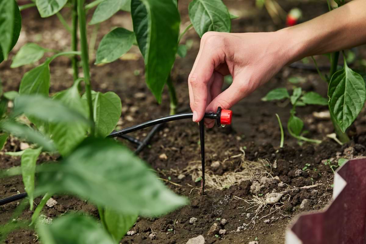 Drip Irrigation Kits: A Getting Started Guide 1 Someone installing drip irrigation micro tubing via a stake in a garden.
