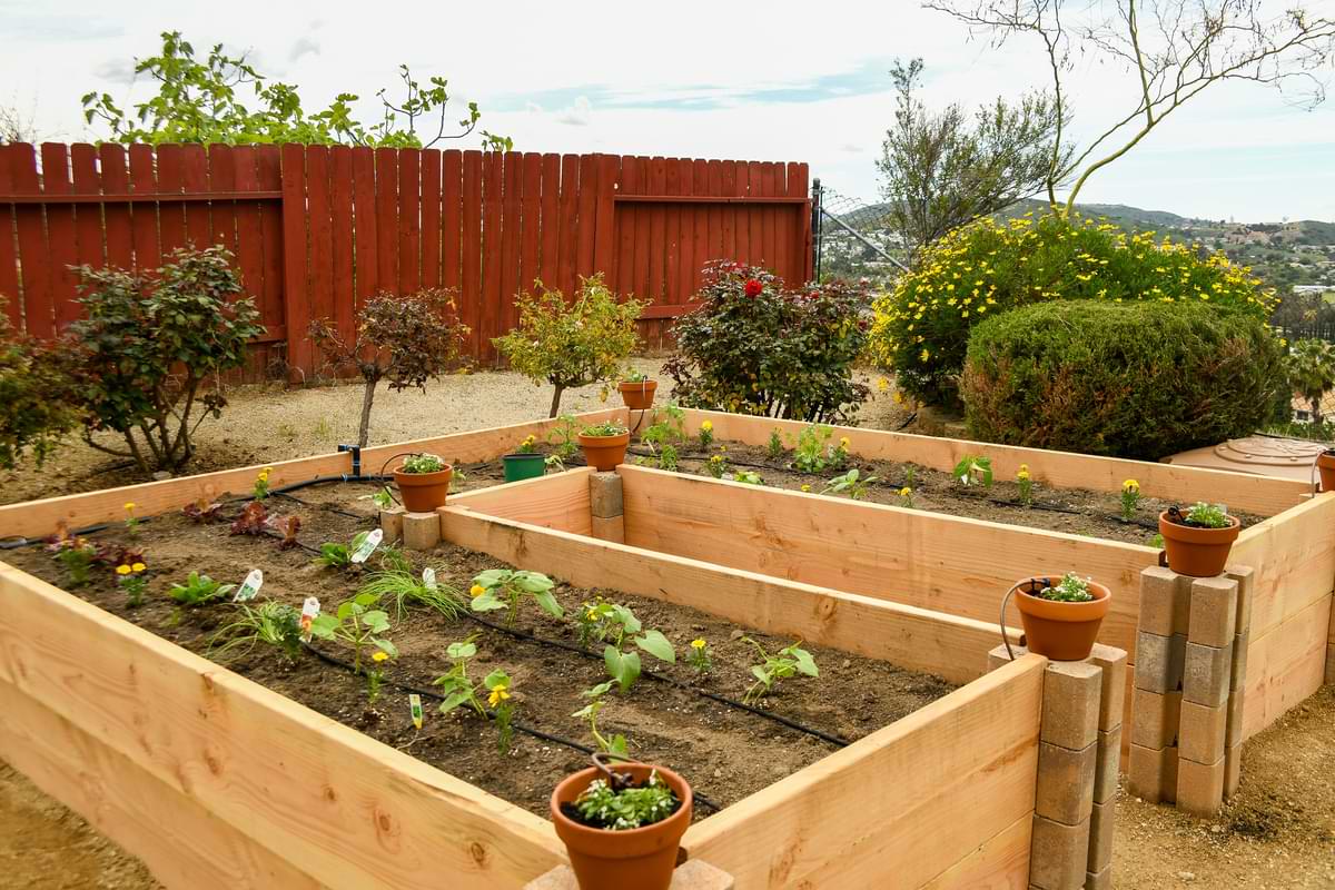Drip Irrigation Kits: A Getting Started Guide 2 Drip irrigation system in raised garden bed on a sunny day.