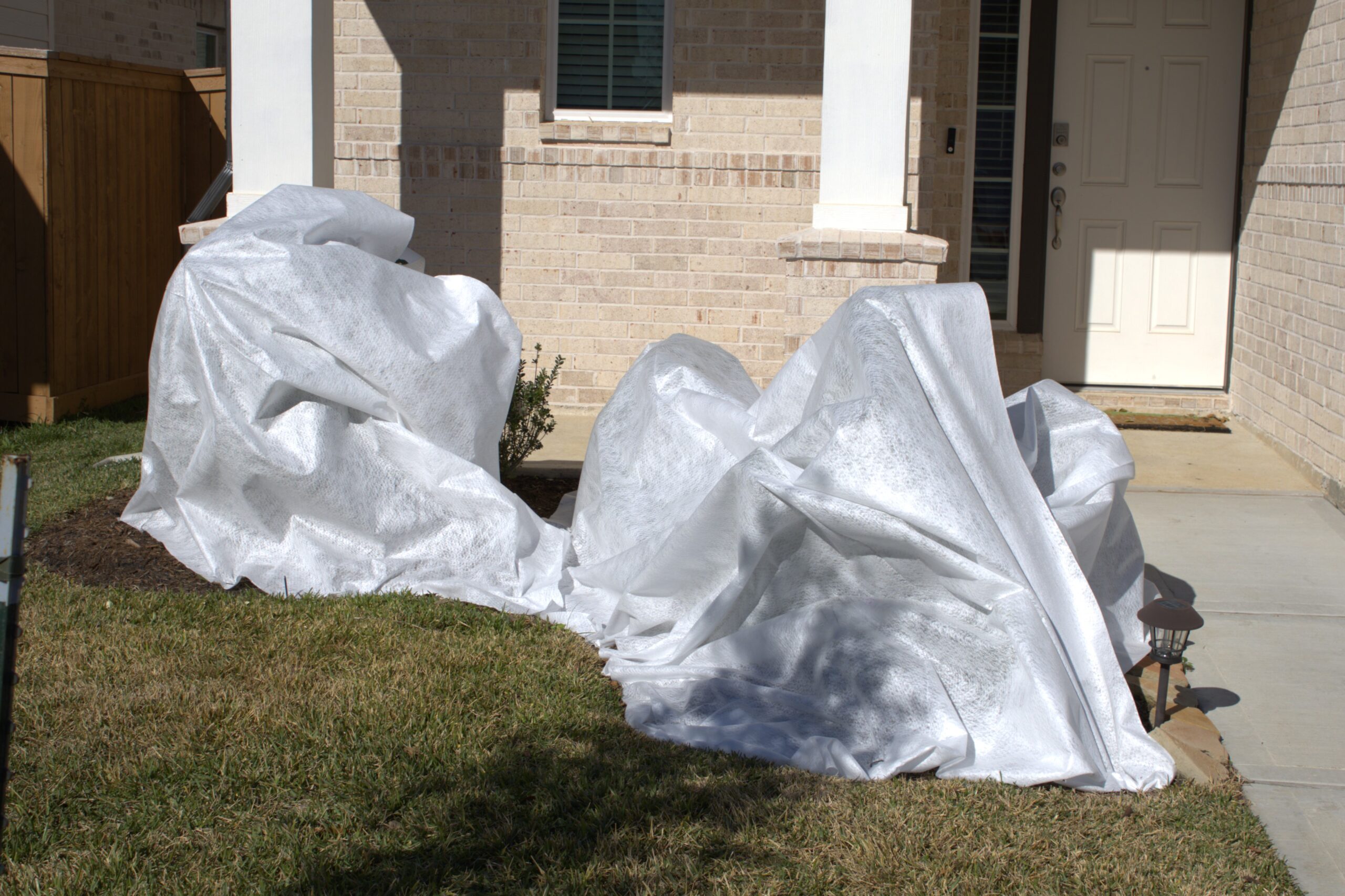 Freeze protection sheets covering plants in a suburban home's front yard.