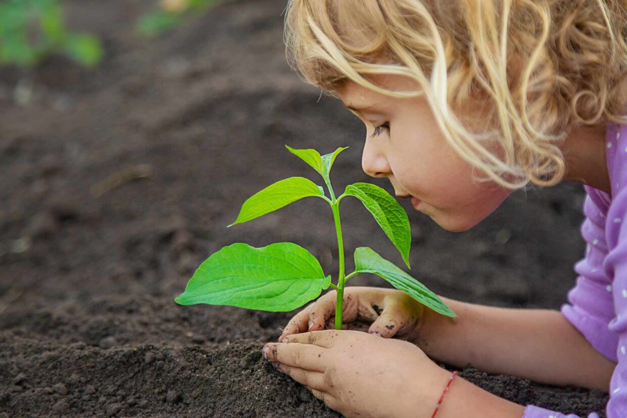 Maintenance 1 Little girl planting a a young green plant in garden soil.