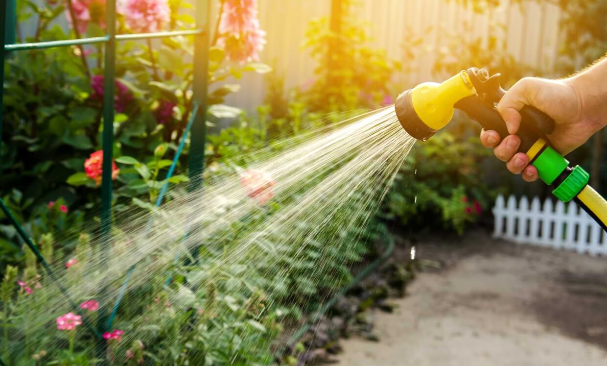 Maintenance 1 Person watering vegetable garden with garden hose.