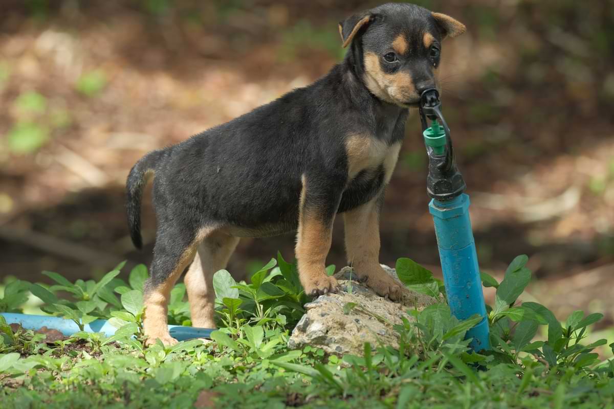 Dogs and Sprinklers: How to Protect Sprinkler Heads from Dogs & Other Pets 1 Small black puppy with tan colored legs, breast, and ears standing with the top of a sprinkler in his mouth after pulling it from the ground.