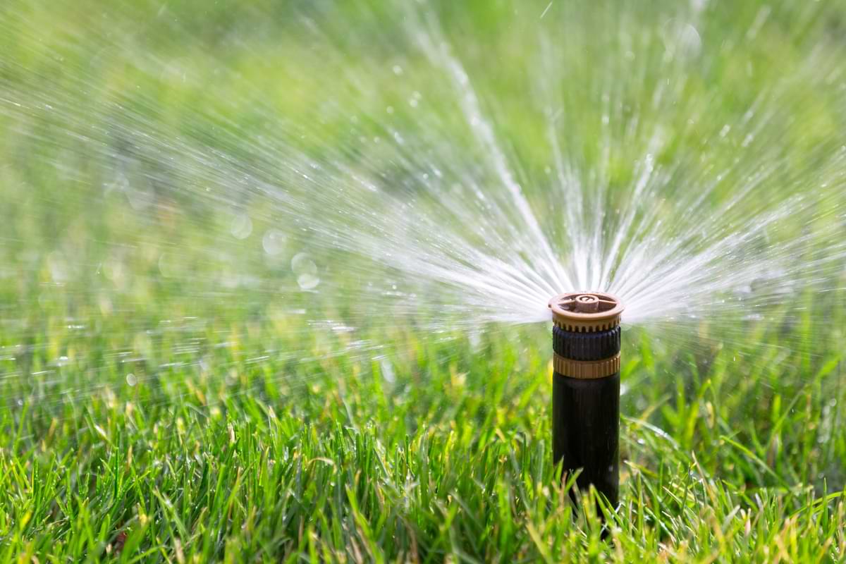 Maintenance 1 Black and tan pop-up sprinkle spray head watering green grass.