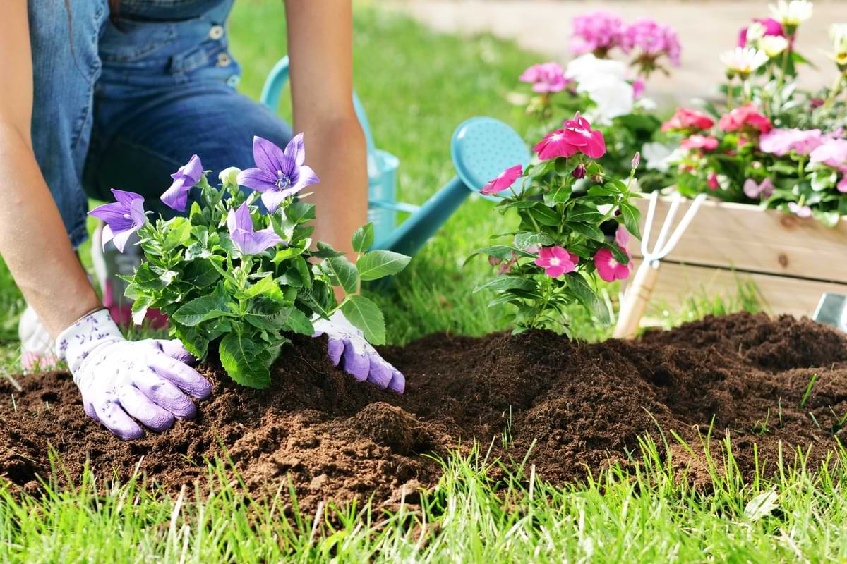 Sprinkler Head Spray Patterns and When to Make Adjustments 2 Woman planting purple flowers in a garden wearing purple gloves.