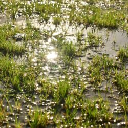 Lawn Care 5 Grass flooded with water.