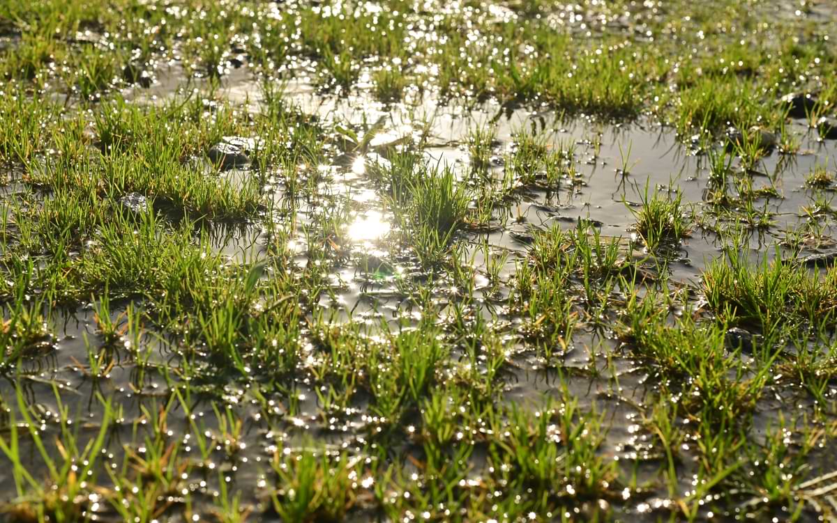 Maintenance 3 Grass flooded with water.