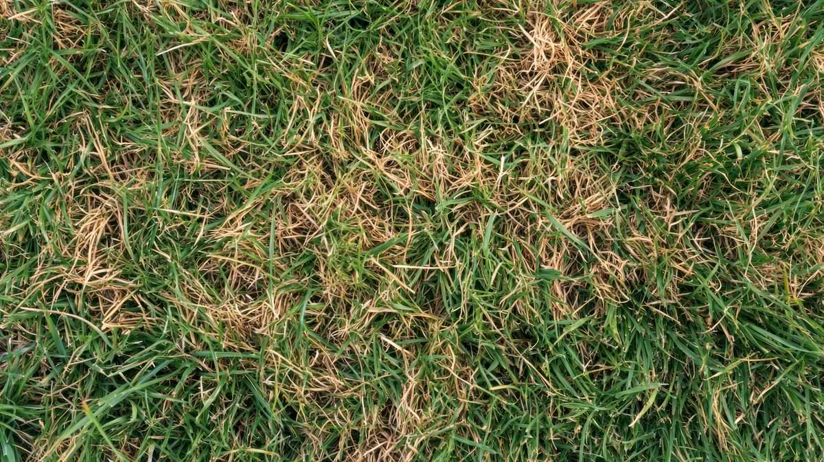 How to Avoid Lawn Overwatering: Common Signs & Helpful Tips 2 Grass starting to yellow and wilt from overwatering.