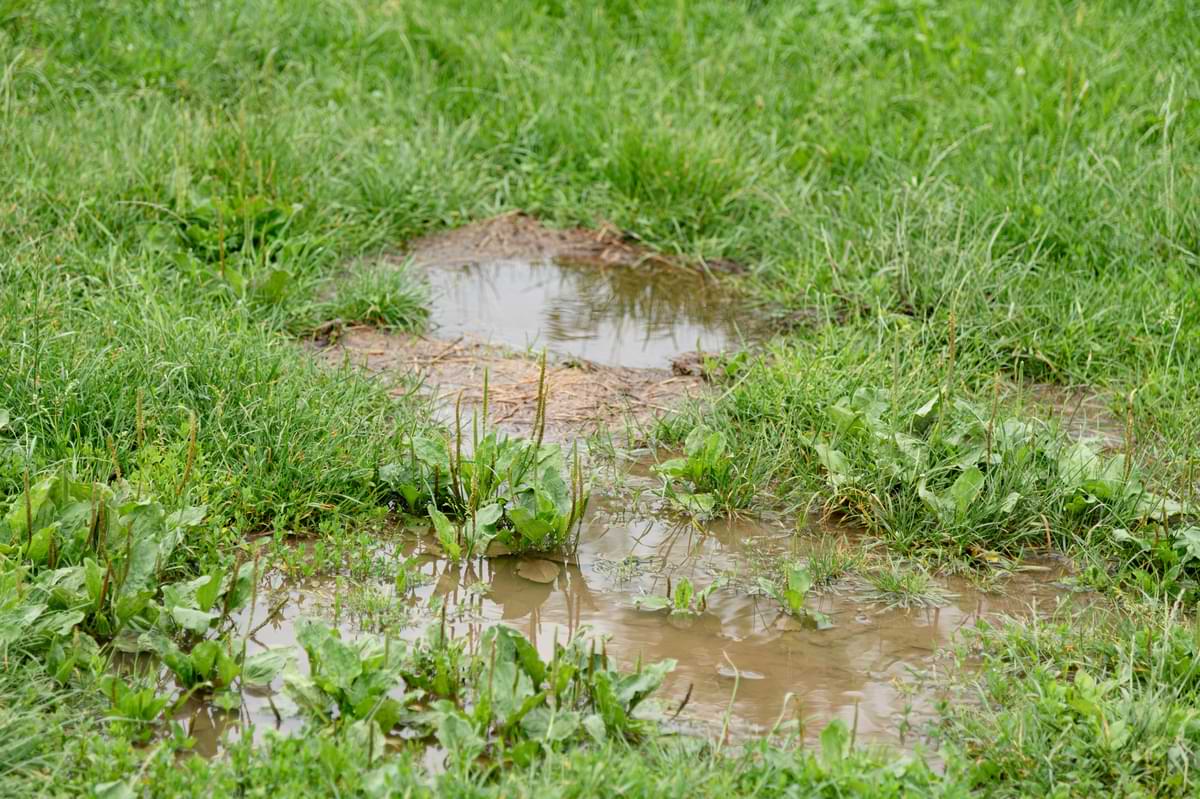 How to Avoid Lawn Overwatering: Common Signs & Helpful Tips 1 Puddle of water in the middle of a green lawn.