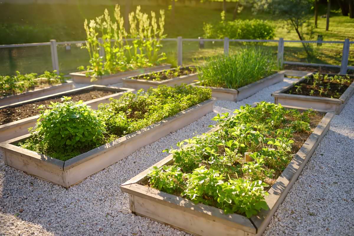 Drip Irrigation for Vegetable Gardens 2 Backyard of raised vegetable garden beds.