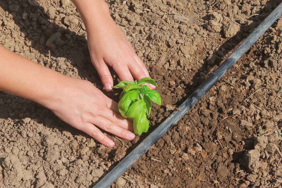 Drip Irrigation for Vegetable Gardens 3 Person planting a vegetable plant next to drip irrigation tubing.