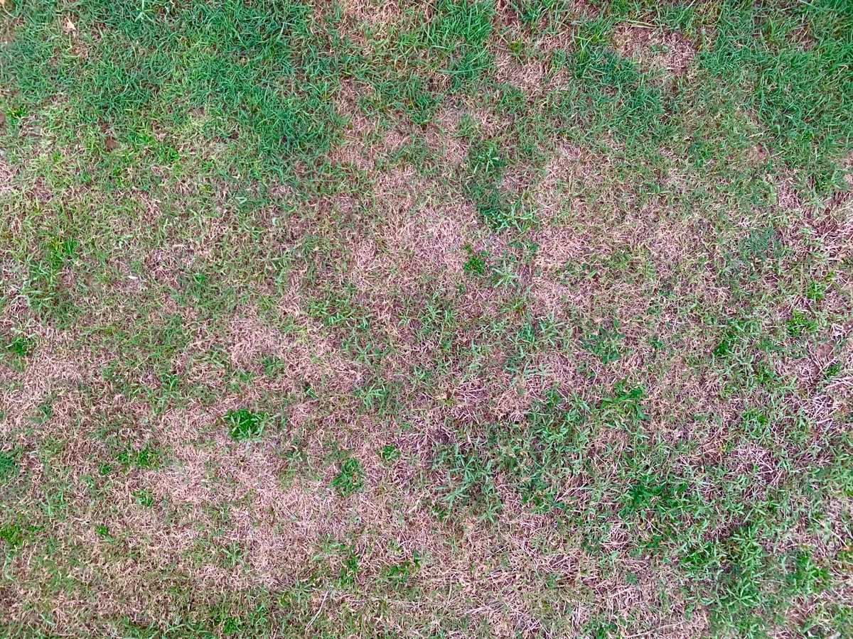 How to Fix Dead Grass Patches in Lawn 1 Brown patches in green lawn as a result of poor water maintenance.