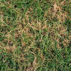 Lawn Care 2 Brown patch in grass from lack of watering.