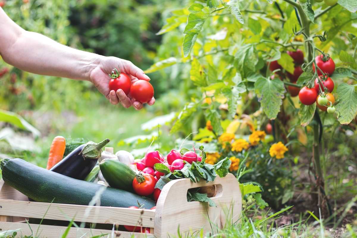 Person picking tomatoes from a garden beside a wood basket of tomatoes, eggplants, cucumbers, and other produce.