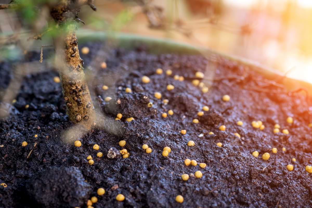 Fertilizer granules at the base of a potted bonsai. 