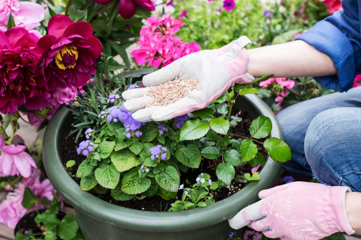 Person cupping fertilizer over a potted plant of purple flowers among a school of diverse flower types. 