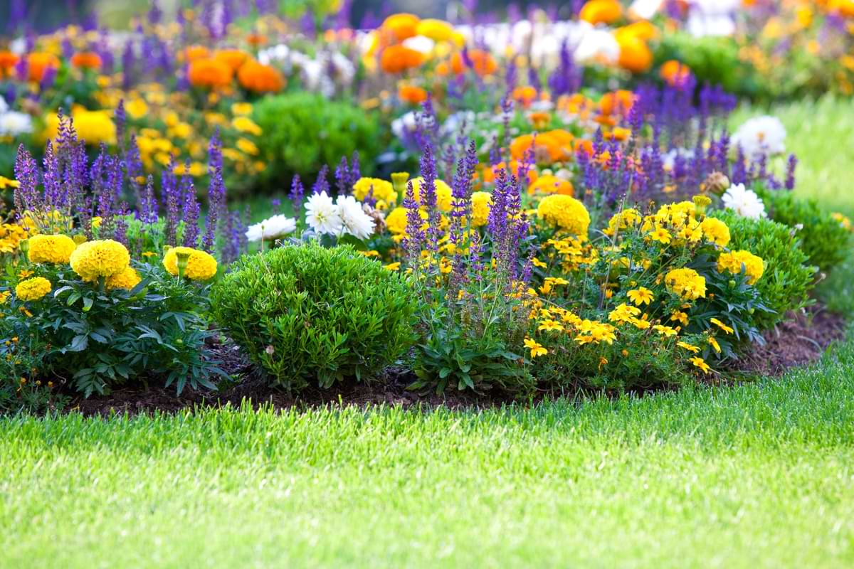 Beautiful, vibrant flower garden.