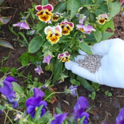 Person applying fertilizer to a flower garden.