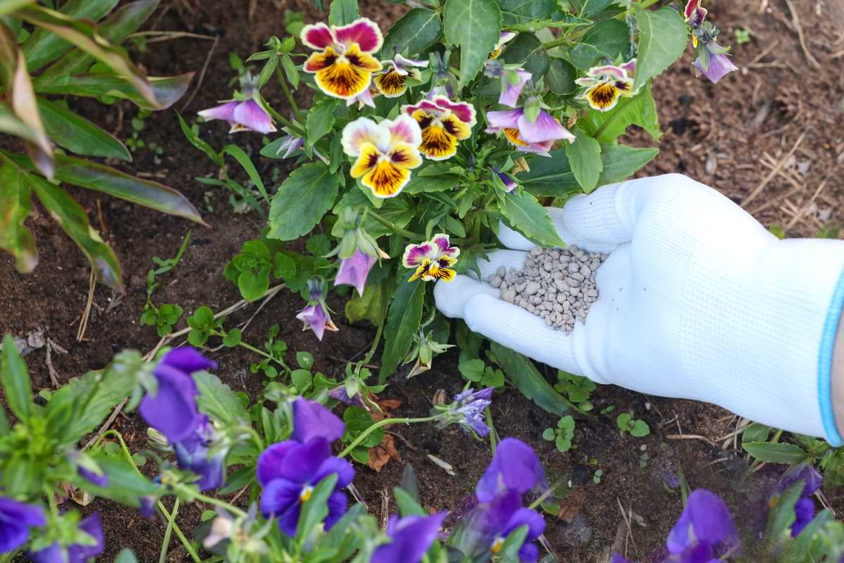 Person applying fertilizer to a flower garden.