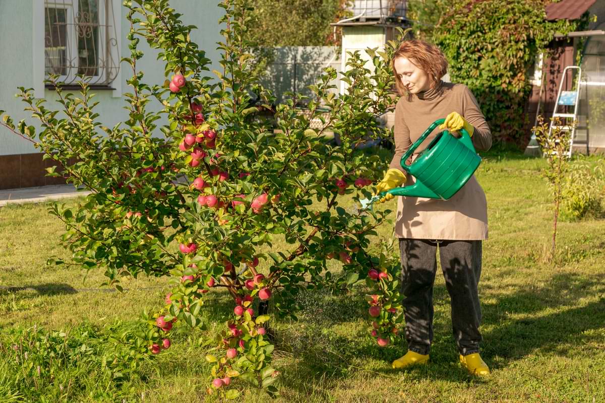 Woman using liquid fertilizer on an apple tree. 
