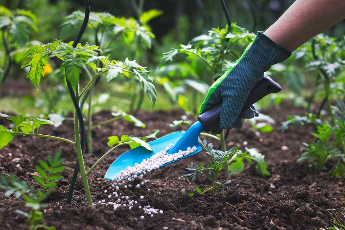 Person using blue trowel to fertilize garden with granular fertilizer.