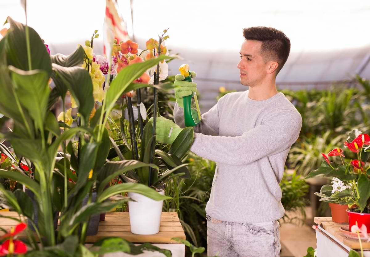 Man in gray long-sleeve shirt spraying potted orchid plants with fertilizer. 