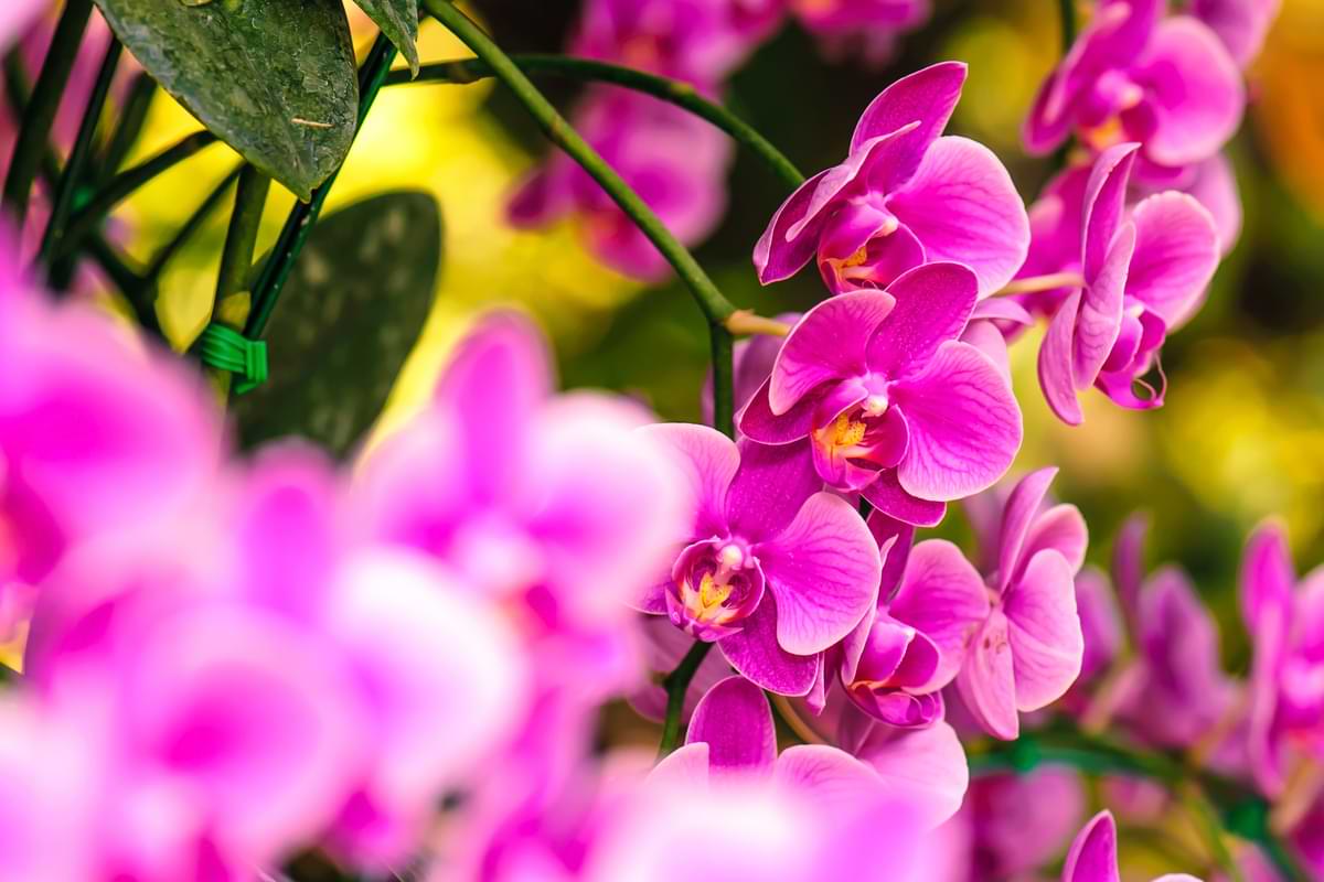 A closeup of pink orchids.