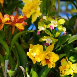A garden of diverse, colorful orchid flowers.