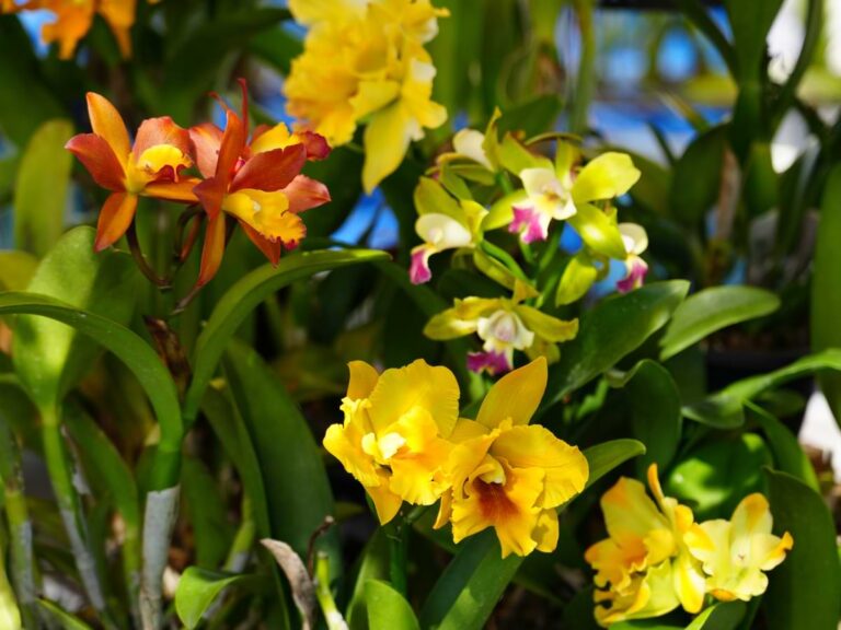 A garden of diverse, colorful orchid flowers.