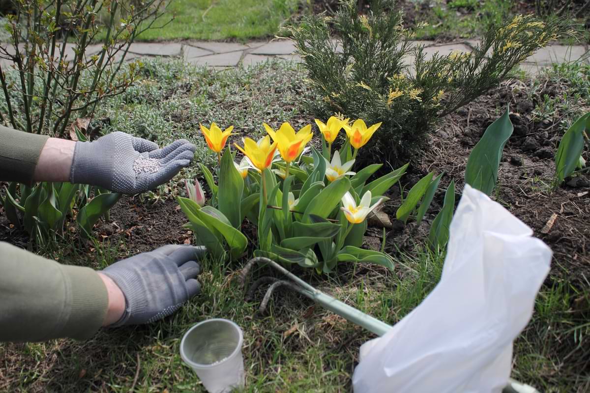Person putting fertilizer on an arrangement of yellow tulips. 