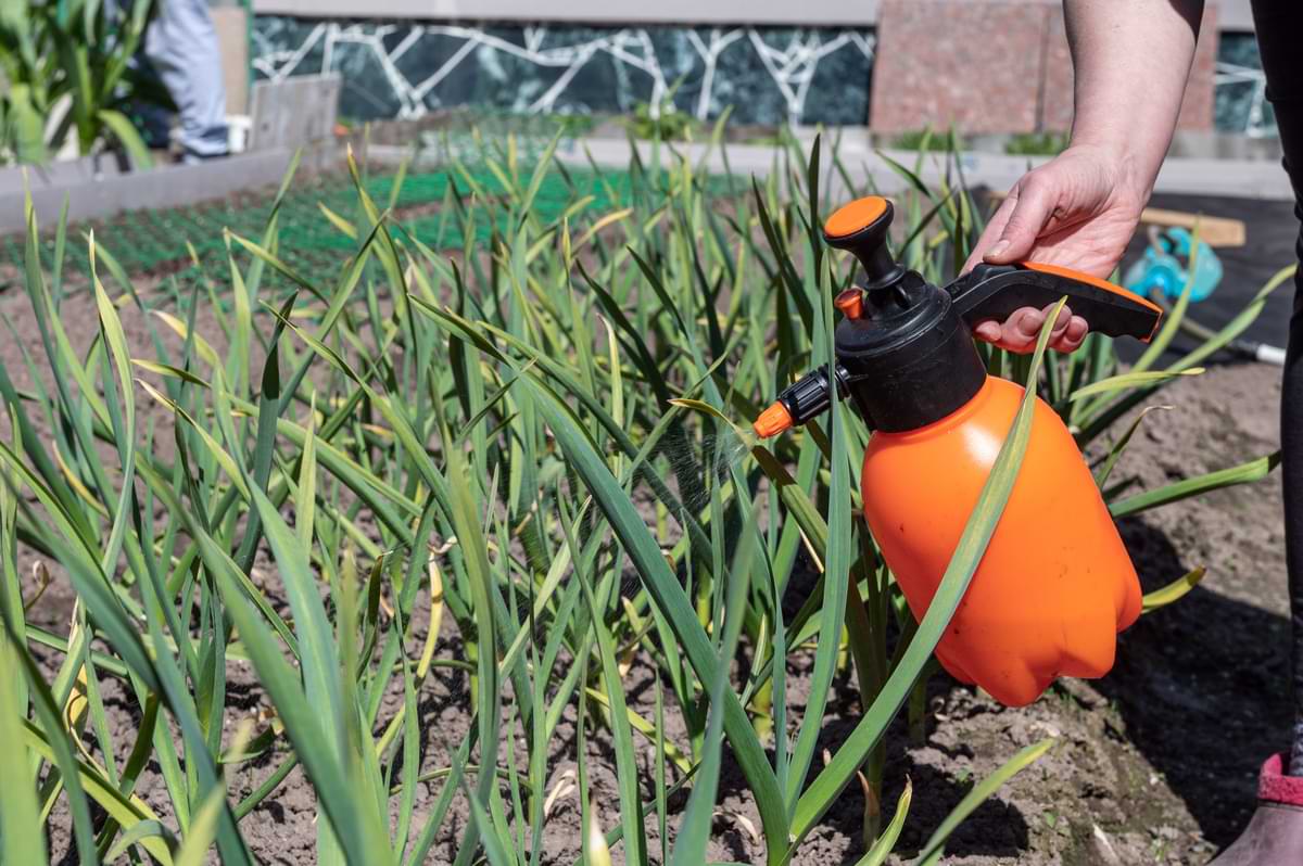 Person spraying garden with water soluble fertilizer from an orange jug.