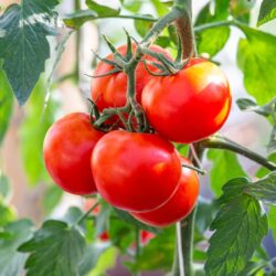 Beautiful ripe tomatoes in a vegetable garden.