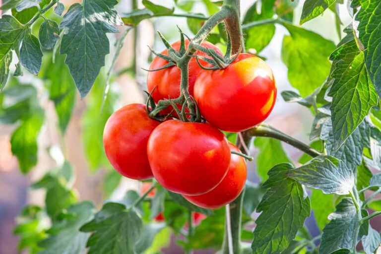 Beautiful ripe tomatoes in a vegetable garden.