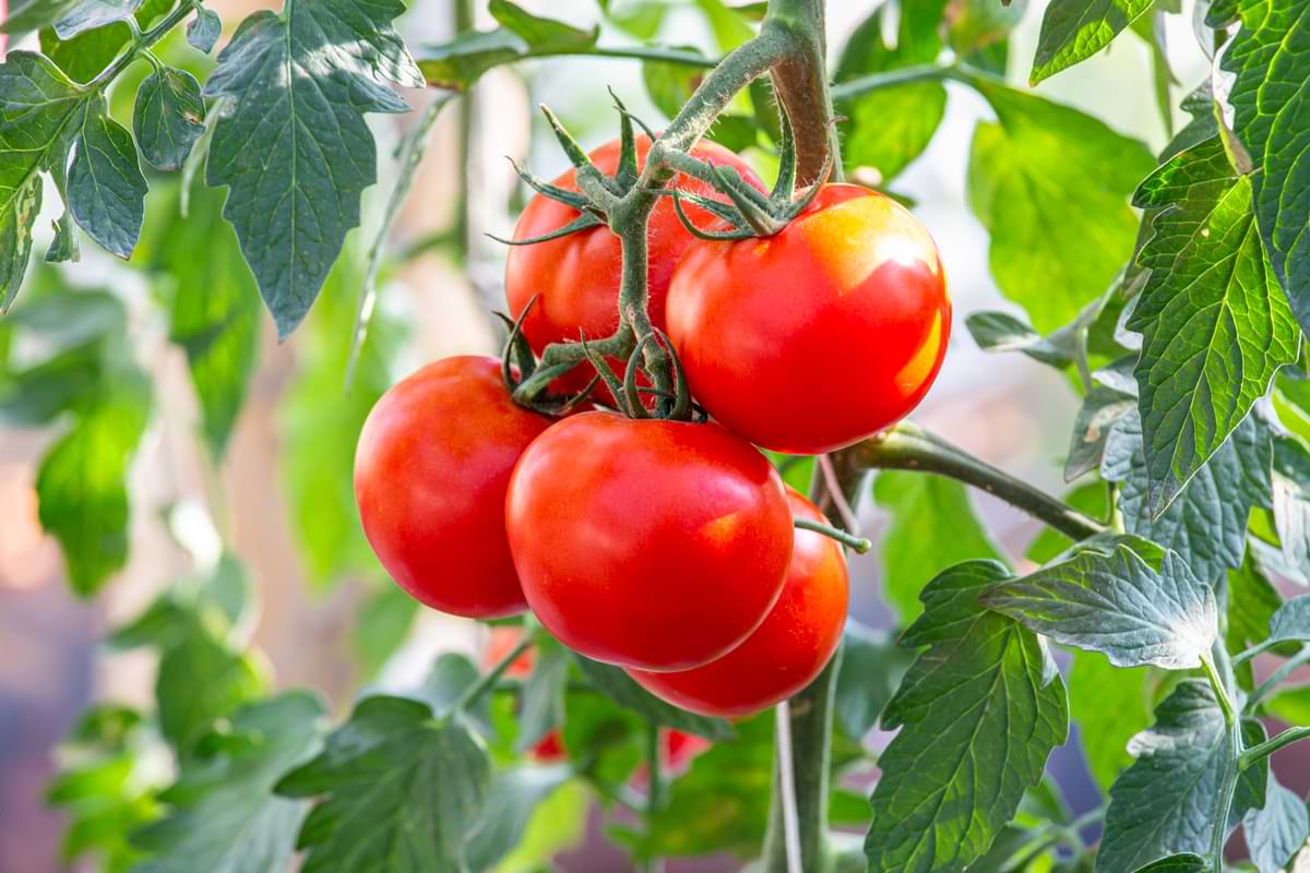 Tomato Fertilizer Guide 6 Beautiful ripe tomatoes in a vegetable garden.