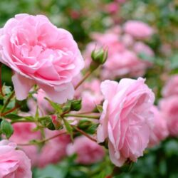 Closeup of pink roses with rose bushes in the background.