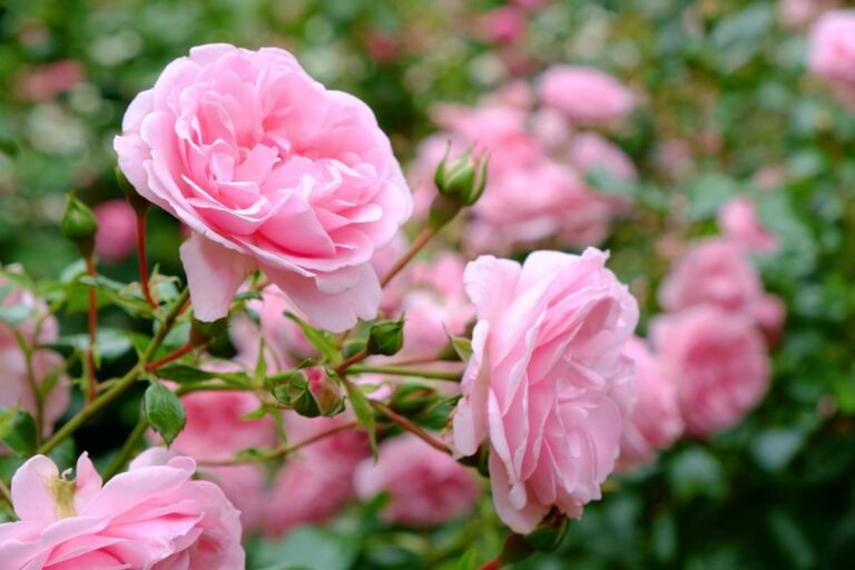 Closeup of pink roses with rose bushes in the background.
