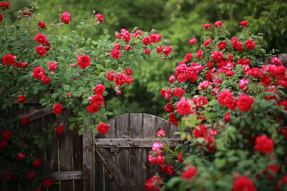 Rose Fertilizer Guide: Your Ticket to Better Growth 2 Red rose trees on opposing sides of a wooden fence door.