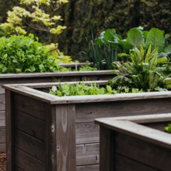 Raised garden beds in a backyard.