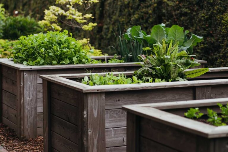Raised garden beds in a backyard.