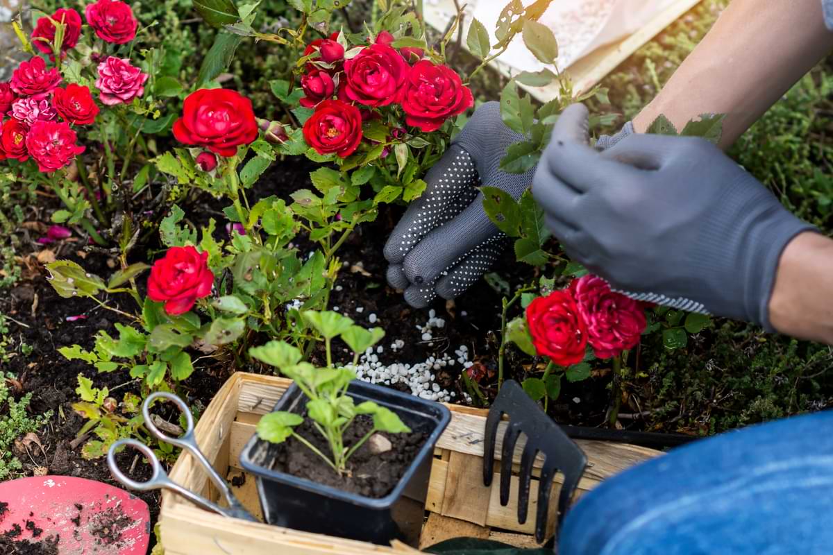 Rose Fertilizer Guide: Your Ticket to Better Growth 1 Person fertilizing red roses in a garde.