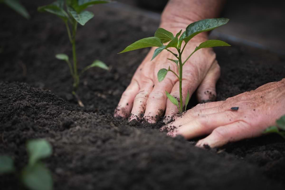 Person planting a green seedling in the dirt. 