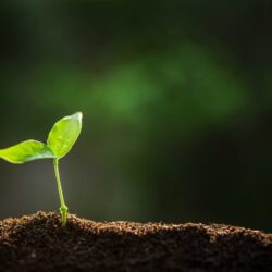 Closeup on a seedling in the dirt outside.