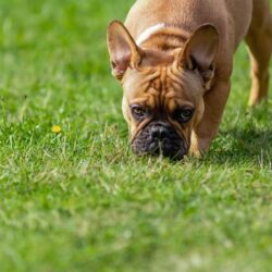 Lawn Care 7 Brown dog sniffing grass.
