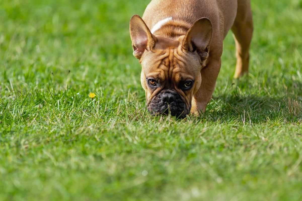 Lawn Care 2 Brown dog sniffing grass.