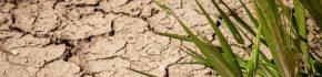 drought_there_aint_no_stinking_drought_waiter_two_drops_of_water_please_st